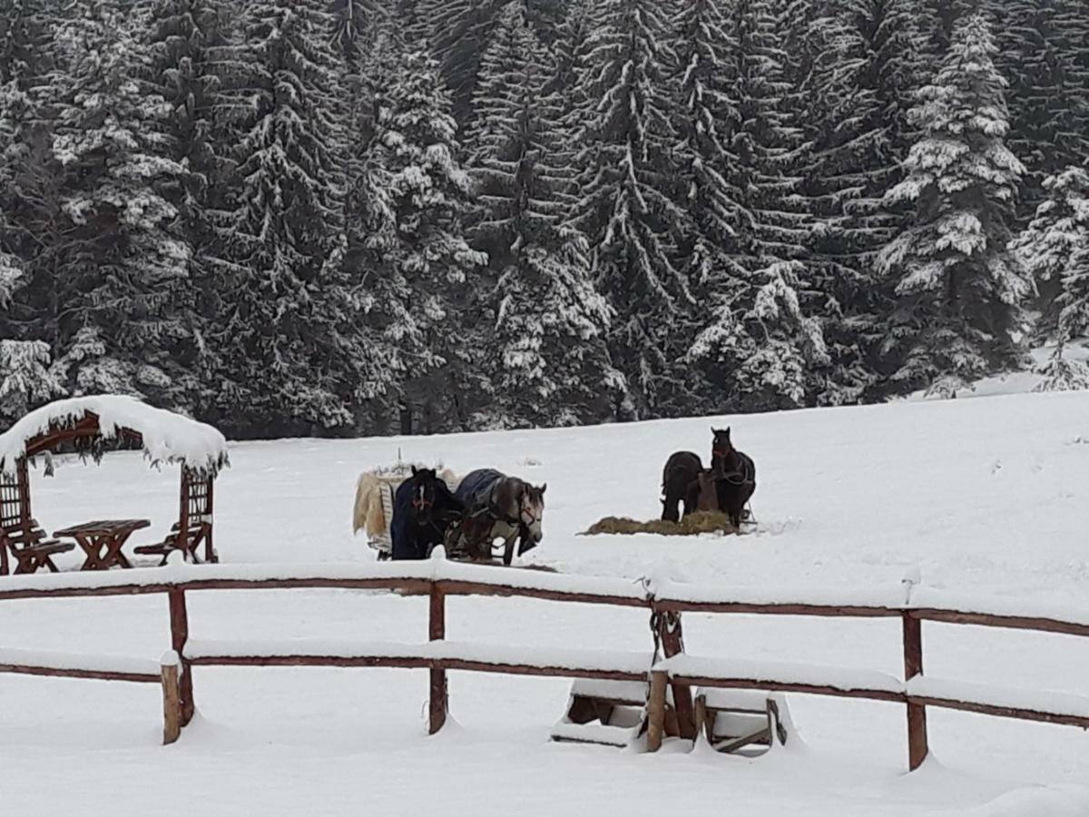 Luxury Mountain Apartment Poiana Brasov Luaran gambar